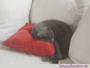 Katze im Winterschlaf