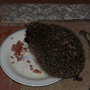 Igelfütterung