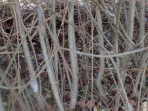 Unterholz und Hecke für Igel