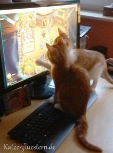 Katzenbabys beim spielen von Hearthstone