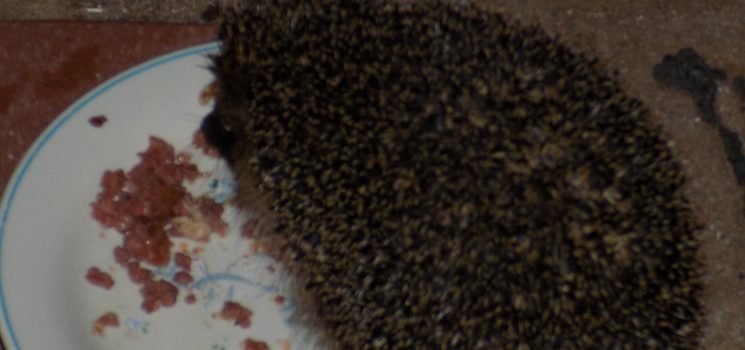 Lungenwürmer bei Katzen Lungenwürmer bei Katzen
