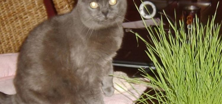 Gefährliches Katzengras Katzengras