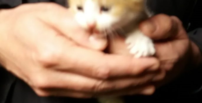 Vorfreude auf Katzenbabys Vorfreude auf Katzenbabys