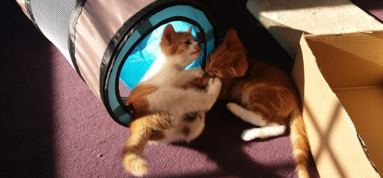 Die Katzenbabys sind eingezogen Die Katzenbabys sind eingezogen