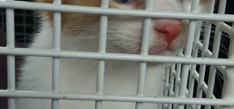 Corona – Quarantäne auch für Hunde und Katzen? Corona – Quarantäne auch für Hunde und Katzen?
