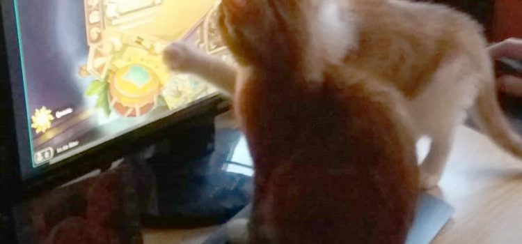 Katzenbabys – Hearthstone ist ihr Lieblingsspiel Katzenbabys – Hearthstone ist ihr Lieblingsspiel