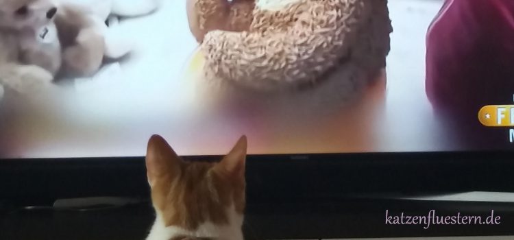 Jimmy und Rocky gucken Fernsehen Jimmy und Rocky gucken Fernsehen