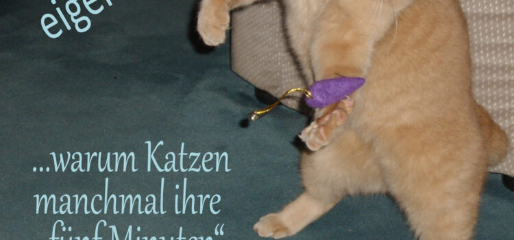 Der ganz normale Katzenwahnsinn Der ganz normale Katzenwahnsinn