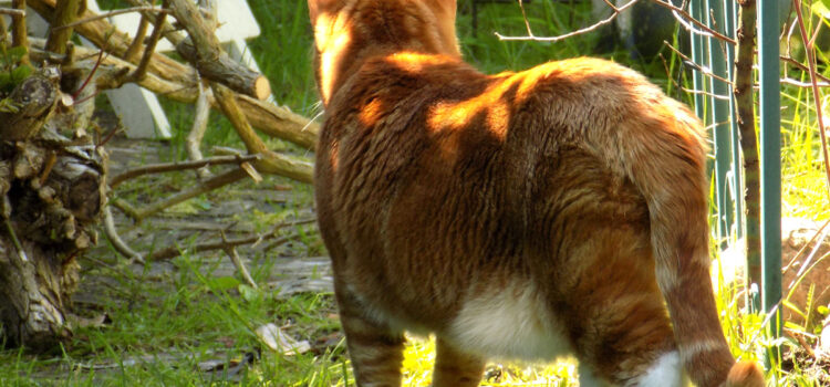 Die Urwampe bei der Katze Die Urwampe bei der Katze