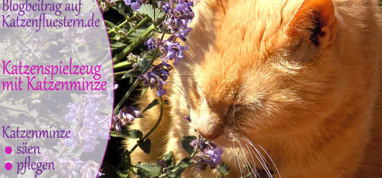 Katzenminze ernten, trocknen, aufbewahren | DIY Katzenspielzeug mit Catnip Katzenminze ernten, trocknen, aufbewahren | DIY Katzenspielzeug mit Catnip