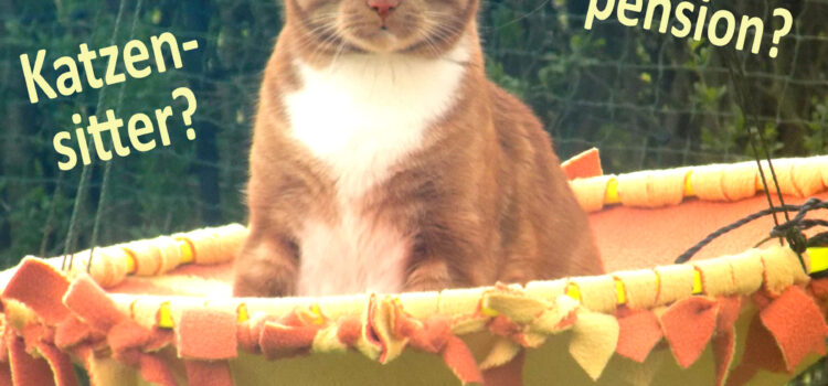 Katzensitter oder Katzenpension? Katzensitter oder Katzenpension?