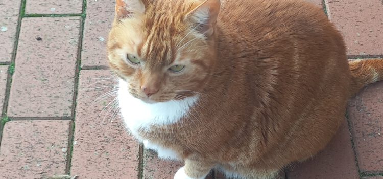 Natürliche Wurmkur mit Propolis Jimmy Kater hat eine Maus gefangen