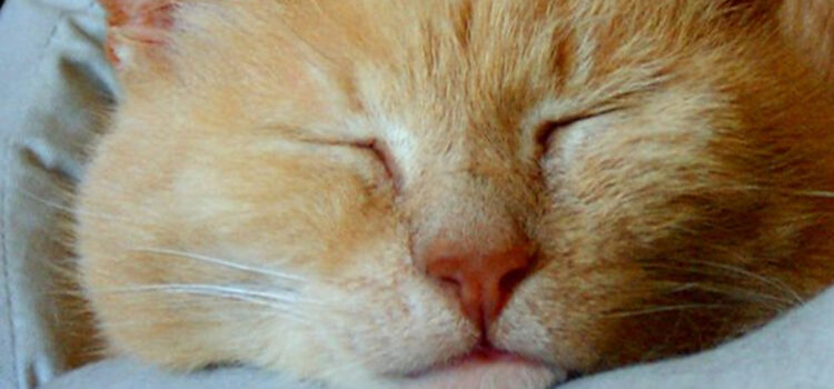 Welttierschutztag | 04.10. Franz von Assisi katzenverhaltensberatung online