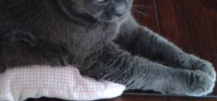 Schilddrüsenüberfunktion / Hyperthyreose bei der Katze Schilddrüsenüberfunktion bei der Katze