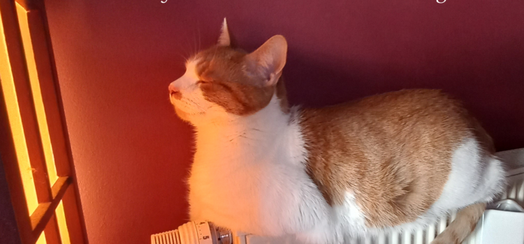Können Katzen frieren? | Symptome & Tipps, damit Ihre Katze warm bleibt Können Katzen frieren