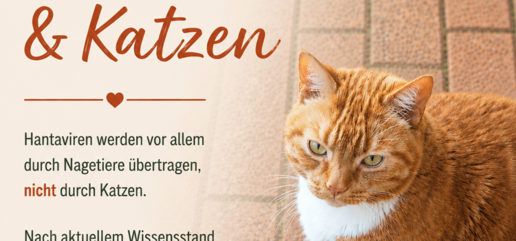 Hantavirus | Gefahr für Katzen oder durch Katzen? Hantavirus | Gefahr für Katzen oder durch Katzen?